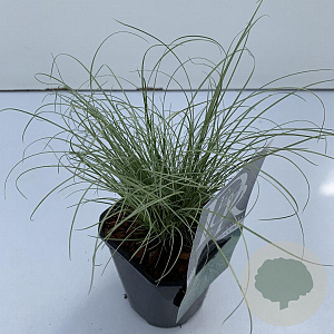 Carex comans 'Frosted Curls' 25-30 cm C1 vierkant