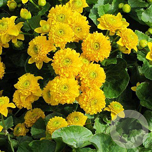 Caltha palustris 'Plena' GM P9 leverbaar