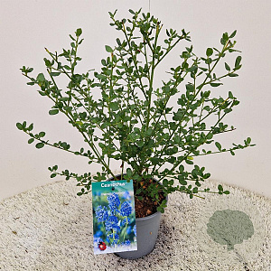 Ceanothus impressus 'Victoria' 30-35 cm 2,5L