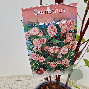 Ceanothus pallidus 'Marie Simon' 45-50 cm 2,5L met stok