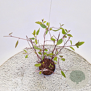 Ceanothus pallidus 'Marie Simon' 45-50 cm 2,5L met stok