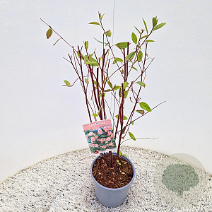 Ceanothus pallidus 'Marie Simon' 45-50 cm 2,5L met stok