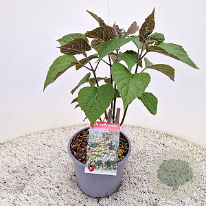 Clerodendrum trichotomum 30-35 cm 3,0L
