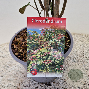 Clerodendrum trichotomum 30-35 cm 3,0L