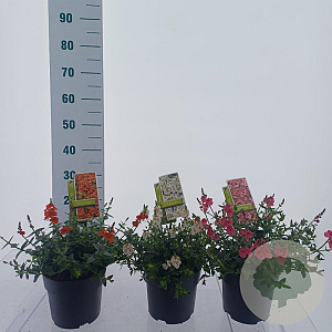 Diascia Gemengd 20-25 cm 2,0L