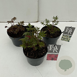 Astilbe Gemengd 35-40 cm rozenpot 2L vierkant