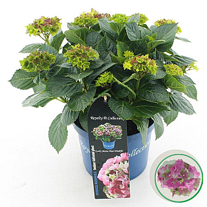 Hydrangea m. Lady Mata Hari 25-30 cm 3,5L rose