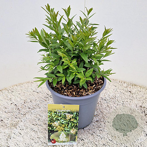 Ligustrum vulg. 'Lodense' 25-30 cm 4,0L