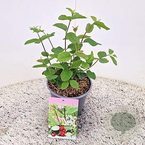 Lonicera xylosteum 15-20 cm 2,5L