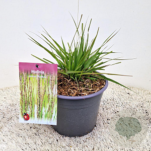 Molinia caerulea 'Moorhexe' 15-20 cm 4,0L