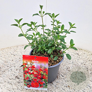 Salvia 'Royal Bumble' 10-20 cm 2,5L