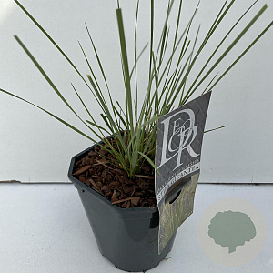 Stipa gigantea 45-50 cm 2,0L vierkant