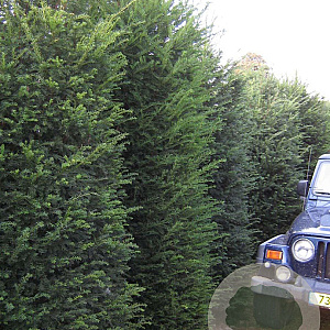 Taxus baccata 350-400 cm draadkluit solitair