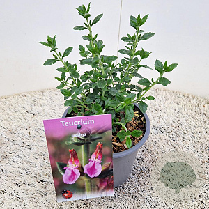 Teucrium lucidrys 10-15 cm 2,5L