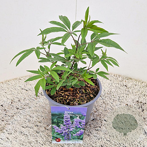 Vitex agnus-castus 20-25 cm 3,0L