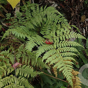 Arachniodes miqueliana GM  P11