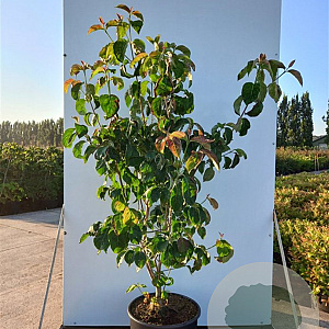 Cornus florida rubra 250-300 cm cont. 150L meerstammig