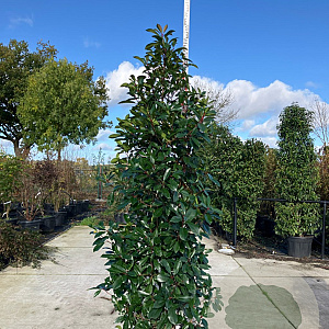 Photinia fraseri 'Red Robin' 200-250 cm cont. 70L meerstammig