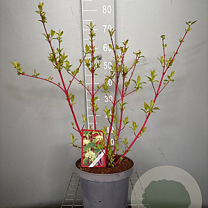 Cornus alba 'Sibirica' 60-80 cm 7,5L