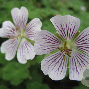 Geranium renardii GM P9