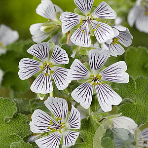Geranium renardii GM P9