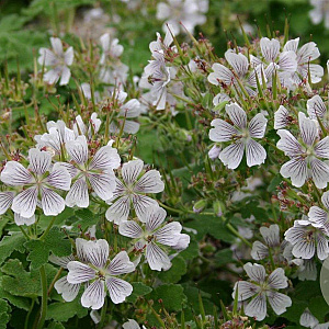 Geranium renardii GM P9