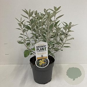 Brachyglottis 'Sunshine' 15-20 cm P17