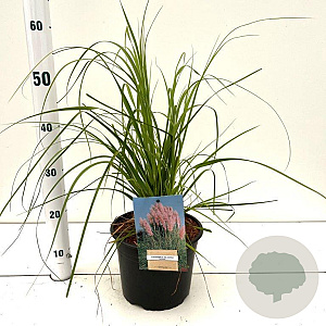 Cortaderia s. 'Rosea' 60-80 cm 4,0L