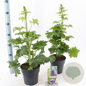 Delphinium (E) M. Fountains Series 20-30 cm 2,0L
