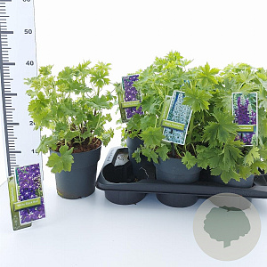 Delphinium (E) M. Fountains Series 20-30 cm 2,0L