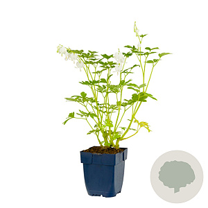 Dicentra spectabilis 'Alba' GM  P11
