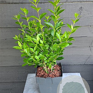 Ligustrum ovalifolium 50-60 cm 2,0L