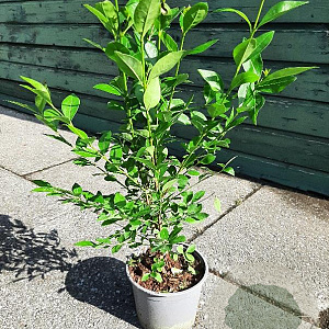 Ligustrum ovalifolium 50-60 cm 2,0L