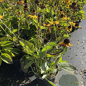 Rudbeckia f. 'Goldsturm' GM 2,0L
