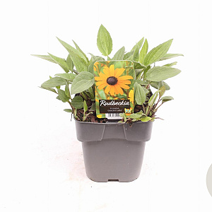 Rudbeckia f. 'Goldsturm' GM 2,0L