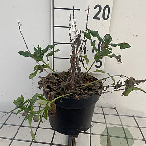 Salvia nem. 'Blaukönigin' GM 2,0L