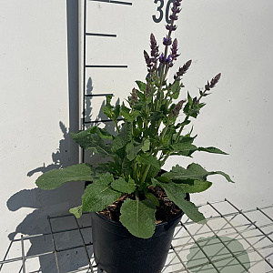 Salvia nem. 'Blaukönigin' GM 2,0L