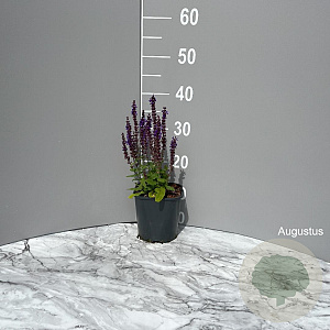 Salvia nem. 'Blaukönigin' GM 2,0L