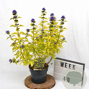 Caryopteris cland. Hint of Gold 30-40 cm 3,0L