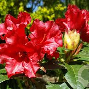 Rhododendron (F) 'Scarlet Wonder' 25-30 cm 5,0L