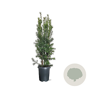 Taxus media 'Hicksii' 60-80 cm 4,0L