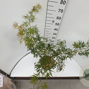 Acer pal. 'Dissectum' 30-40 cm 5,0L