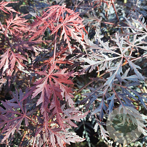 Acer pal. 'Garnet' 40-50 cm 5,0L