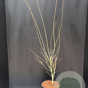Acer pal. 'Orange Dream' 60-80 cm 5,0L