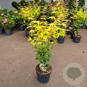 Acer pal. 'Orange Dream' 60-80 cm 5,0L