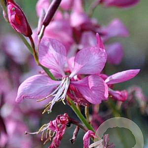 Gaura l. Rosy Jane GM P9