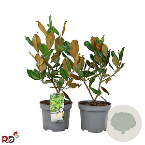 Magnolia grandiflora 40-60 cm 5,0L