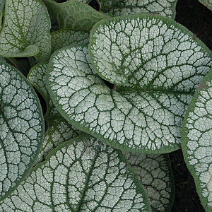 Brunnera macr. 'Sea Heart' GM P9