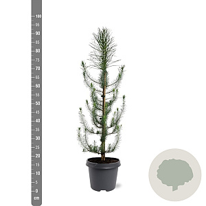 Pinus pinea 60-80 cm 5,0L