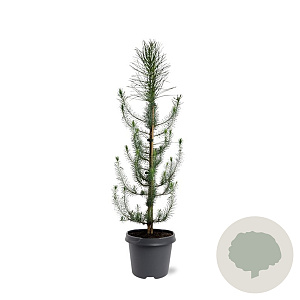 Pinus pinea 60-80 cm 5,0L